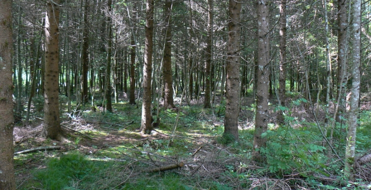 Bois, rive droite du Giffre - Taninges