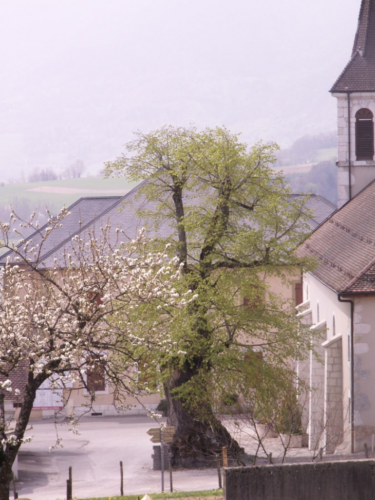 Le tilleul 4 fois centenaire sur la place du village de Thusy au printemps