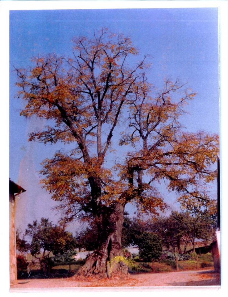 Au chef-lieu près de l'église, le tilleul avant la tempête de 1987 - Thusy