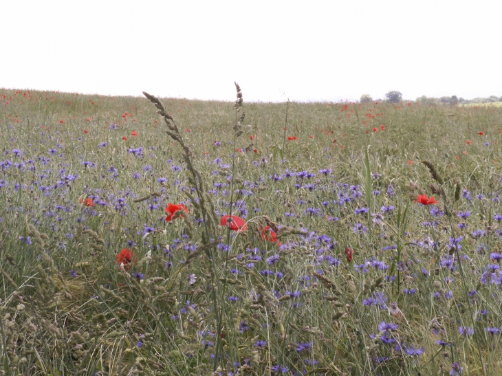 Fleurs des champs à Thusy