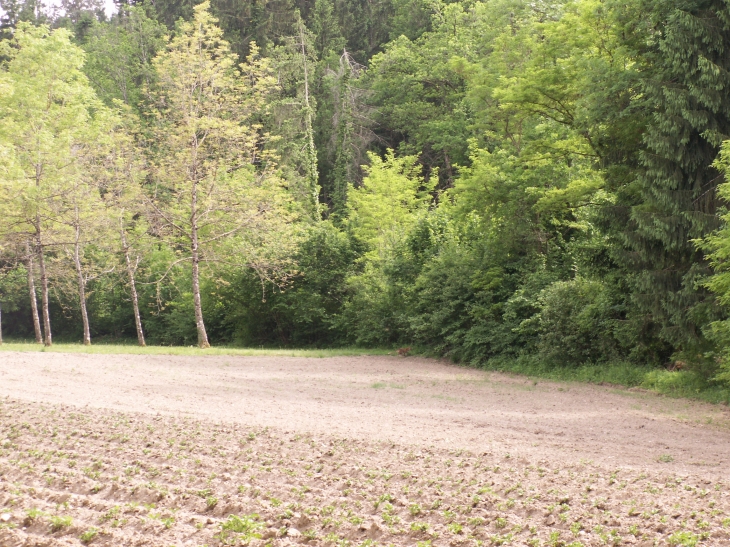 Renard près du chemin du moulin - Thusy