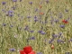 Photo précédente de Thusy Fleurs des champs devant Le Parmelan, La Chaîne-des-Aravis et Le Mont-Blanc au loin.