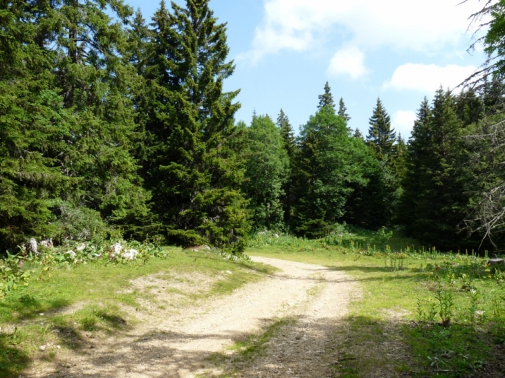 Vers la Moulière - Autrans