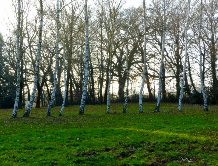 Heyrieux. Le Parc de Césarges. Ça, c’est du bouleau !