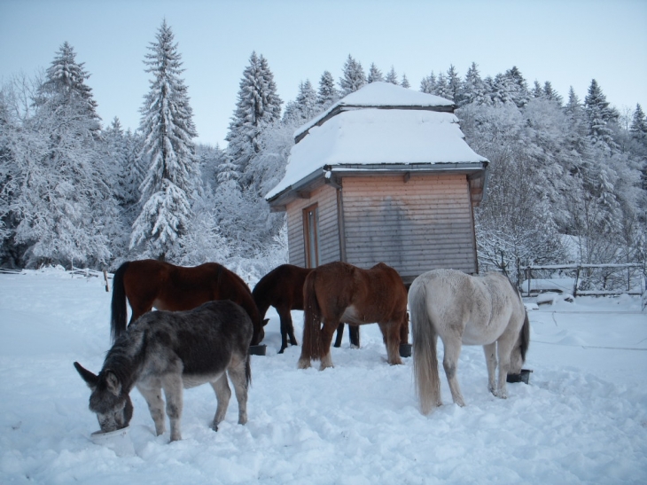 équidés et cabane à Merlas en hiver