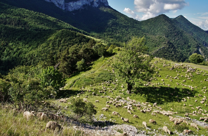 Troupeau de Mouton - Monestier-de-Clermont