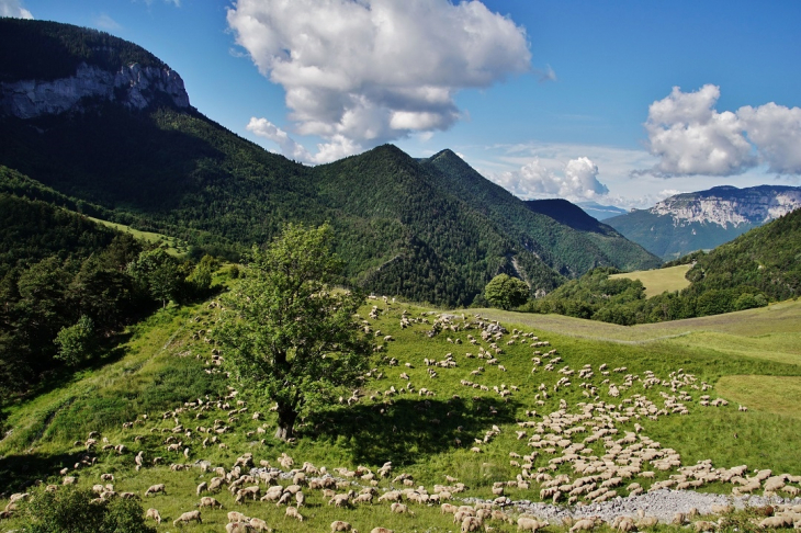 Troupeau de Mouton - Monestier-de-Clermont