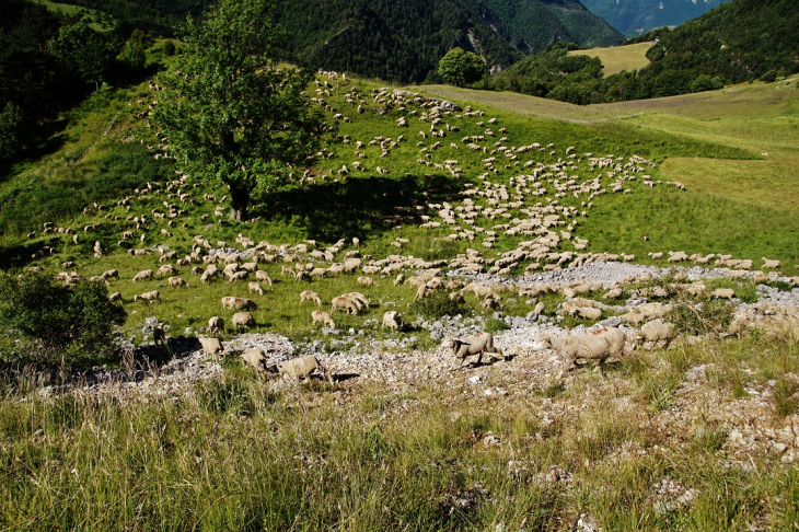 Troupeau de Mouton - Monestier-de-Clermont