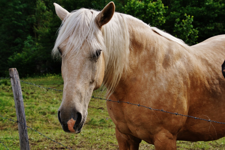 Chevaux - Monestier-de-Clermont