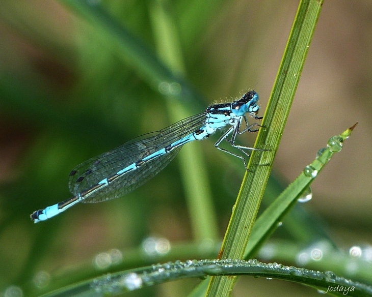 Saint Jean de Bournay. Étang de Montjoux. Demoiselle.  - Saint-Jean-de-Bournay