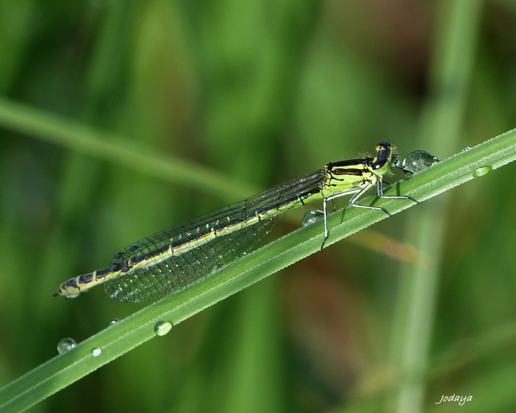 Saint Jean de Bournay. Étang de Montjoux. Demoiselle.  - Saint-Jean-de-Bournay