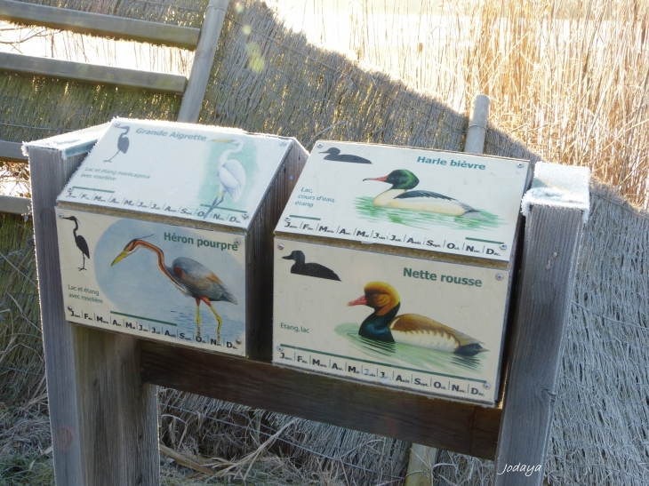 Saint Jean de Bournay. Étang de Montjoux. À la découverte des oiseaux.  - Saint-Jean-de-Bournay