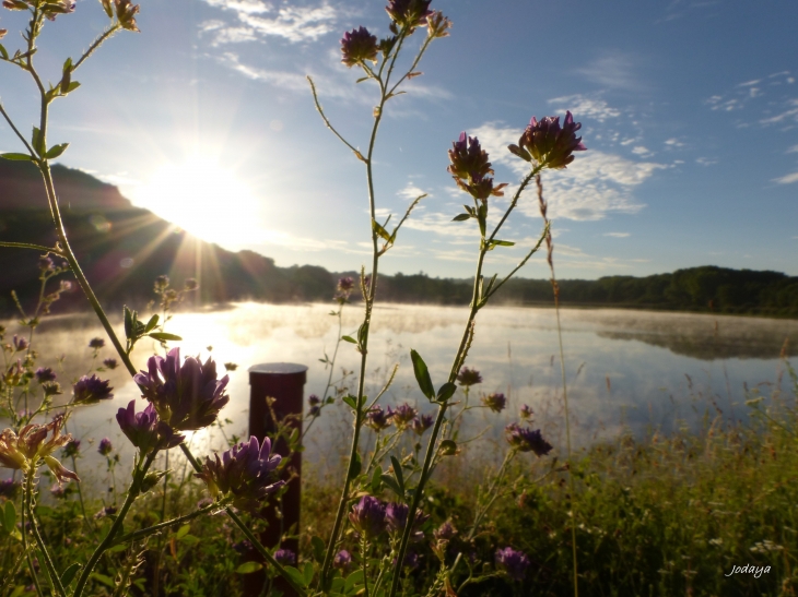 Etang-de-montjoux-saint-jean-de-bournay 2017.