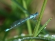 Photo précédente de Saint-Jean-de-Bournay Saint Jean de Bournay. Étang de Montjoux. Demoiselle. 