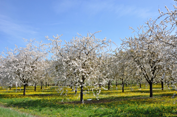 Verger au printemps - Saint-Just-de-Claix