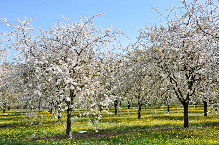 Verger au printemps - Saint-Just-de-Claix