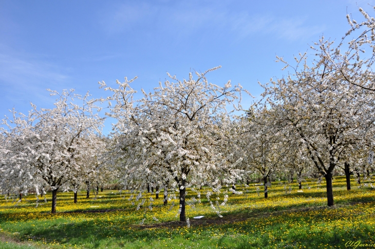 Verger au printemps - Saint-Just-de-Claix