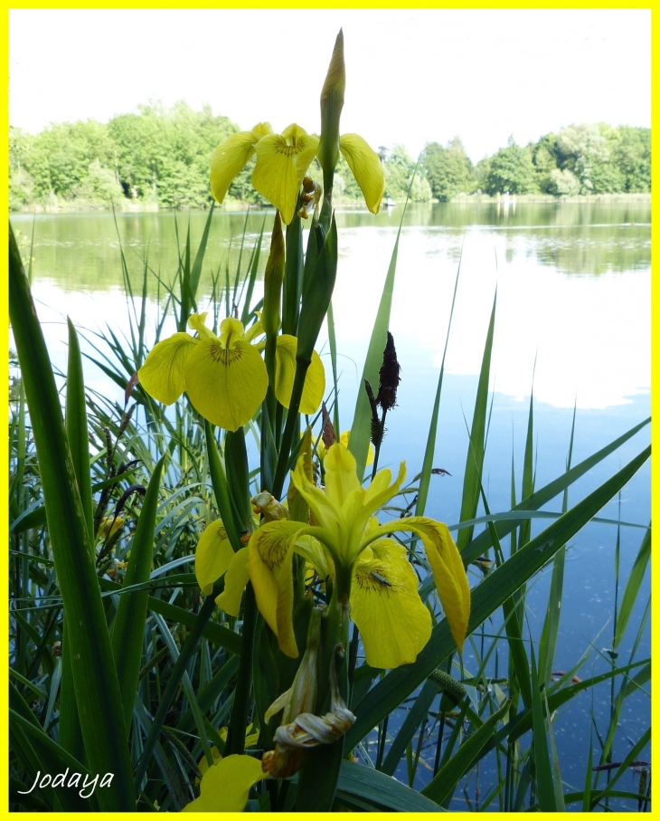 Villefontaine. Étang de Vaugelas. Iris des Marais. 