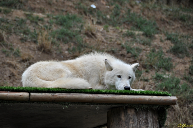 Zoo - loup artique - Saint-Martin-la-Plaine