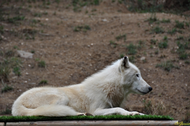 Zoo - loup artique - Saint-Martin-la-Plaine