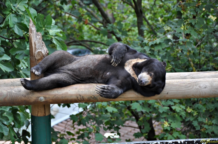 Zoo - Ours Malais - Saint-Martin-la-Plaine