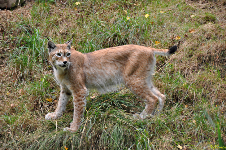 Lynx de Sibérie - Saint-Martin-la-Plaine