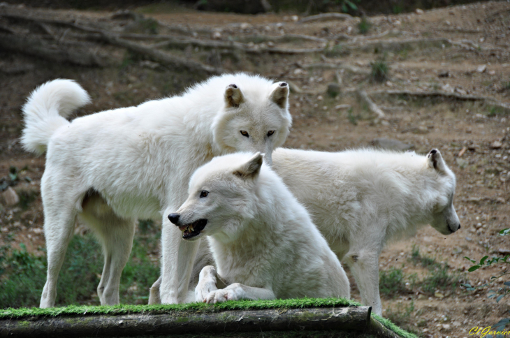 Loup Arctique - Saint-Martin-la-Plaine