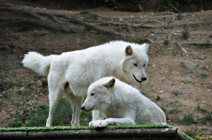 Loup Arctique - Saint-Martin-la-Plaine