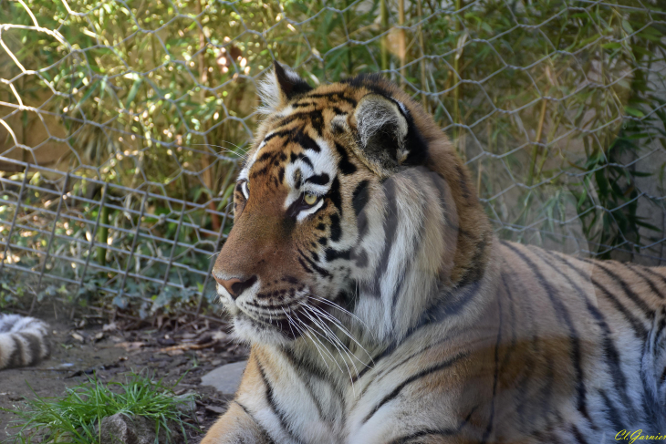 Tigre de Siberie - Saint-Martin-la-Plaine