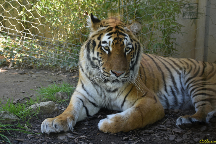 Tigre de Siberie - Saint-Martin-la-Plaine