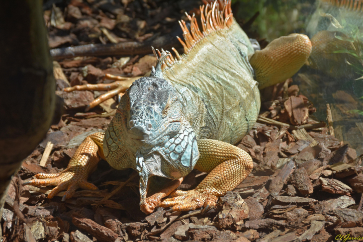 Iguane - Iguana - Saint-Martin-la-Plaine