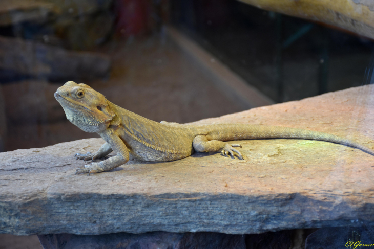 Dragon Barbu - Saint-Martin-la-Plaine