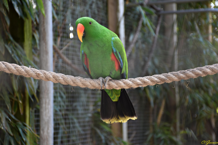 Perroquet Eclectus - Saint-Martin-la-Plaine