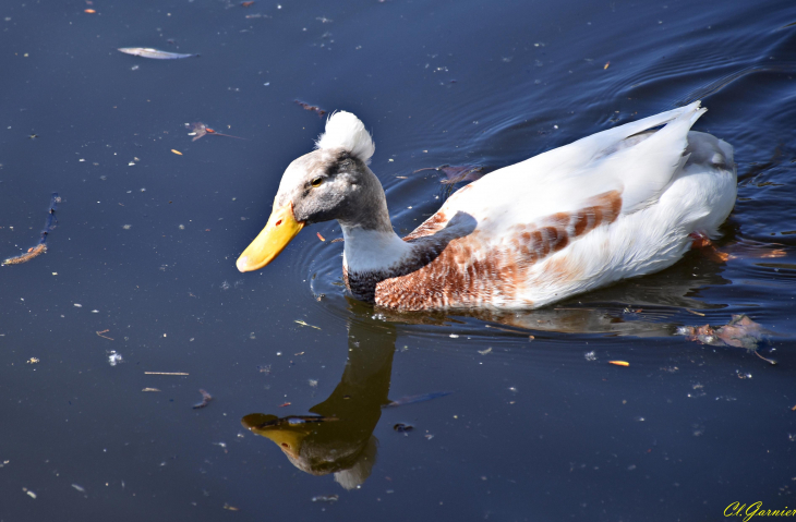 Canard Huppé - Saint-Martin-la-Plaine