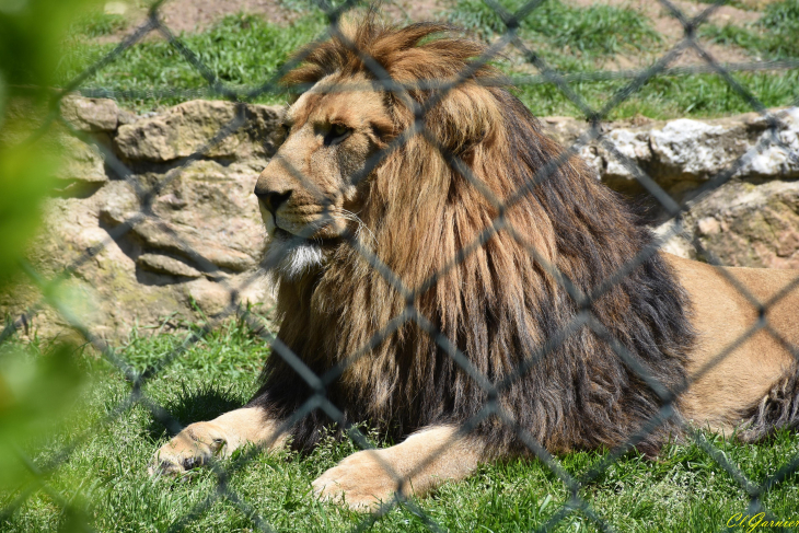 Lion - Saint-Martin-la-Plaine