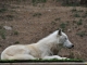 Photo précédente de Saint-Martin-la-Plaine Zoo - loup artique