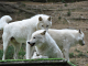 Photo suivante de Saint-Martin-la-Plaine Loup Arctique