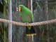 Perroquet Eclectus