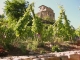 vue du Prieuré au milieu des vignes