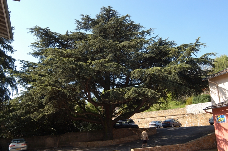 Le cèdre au centre village - Albigny-sur-Saône