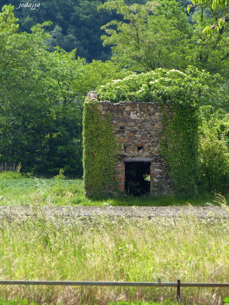 Ampuis. Cabane de maraîcher.