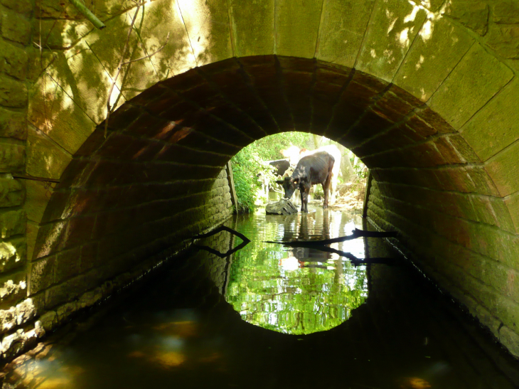 Pont du Tacot  - Arnas