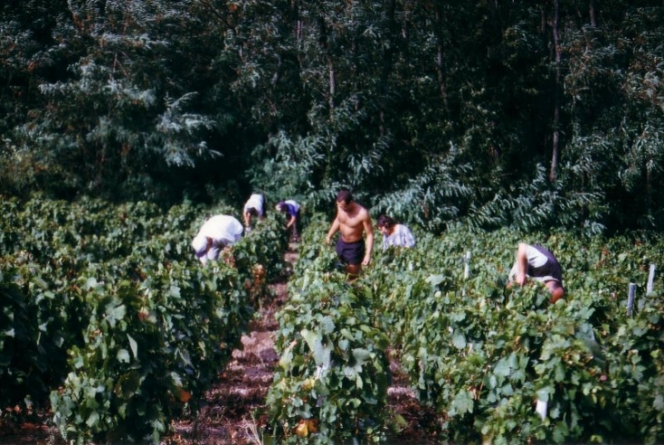 Chamelet vendanges 1999