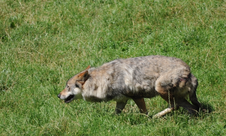 Les loups du Parc - Courzieu