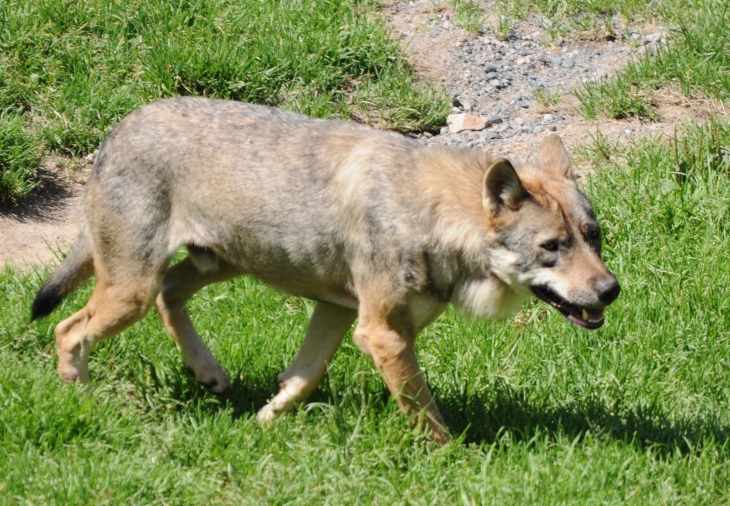 Les loups du Parc - Courzieu