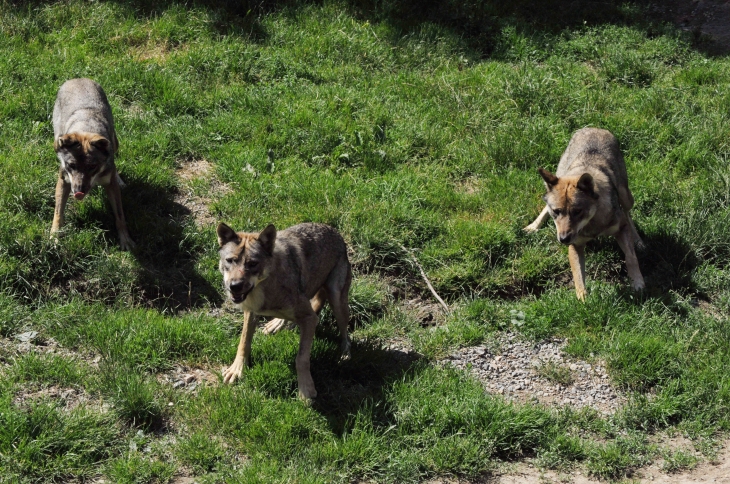 Les loups du Parc - Courzieu