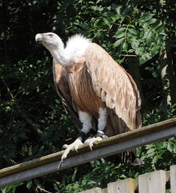 Le Vautour Fauve au Parc - Courzieu