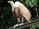 Photo suivante de Courzieu Le Vautour Fauve au Parc