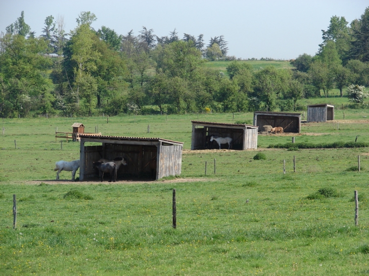 Les Ecuries de l'Ouest - Dommartin