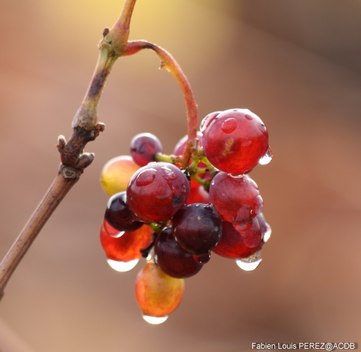 Couleur du beaujolais - Fleurie